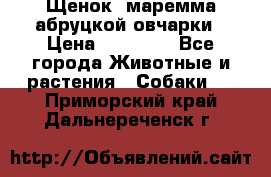 Щенок  маремма абруцкой овчарки › Цена ­ 50 000 - Все города Животные и растения » Собаки   . Приморский край,Дальнереченск г.